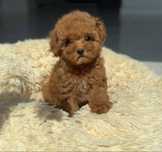 Poodle toy menino castanho