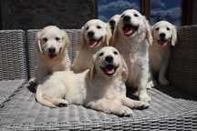 Golden Retriever FCI szczenię