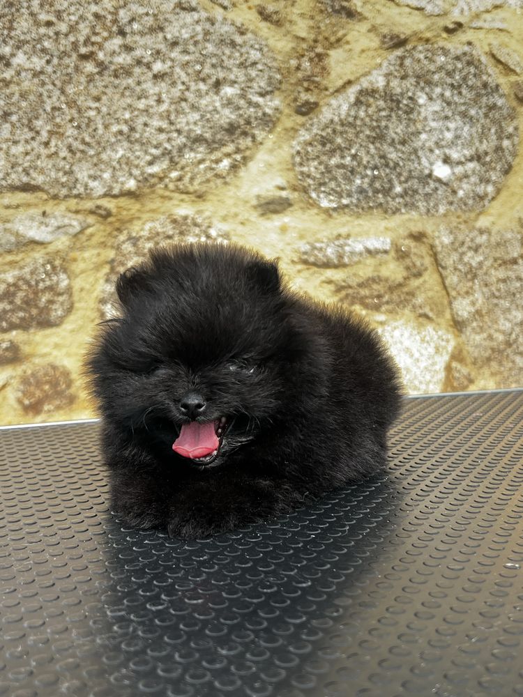 Lulu da pomerania spitz anao