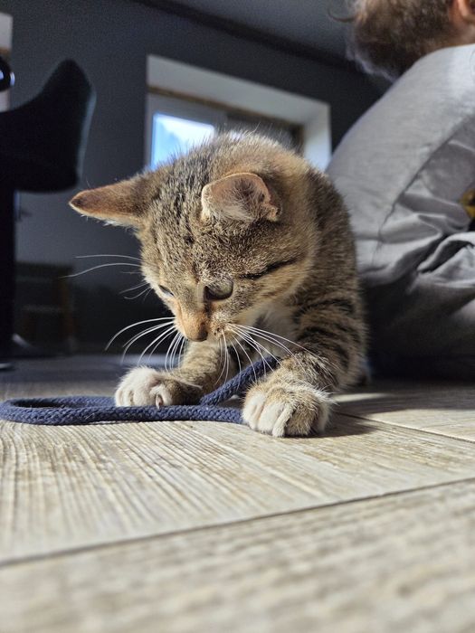 Kot dachowiec, szary oraz biało-rude kotka kocurek