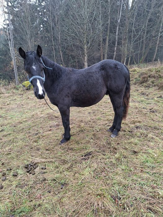 Sprzedam ogierka Śląskiego