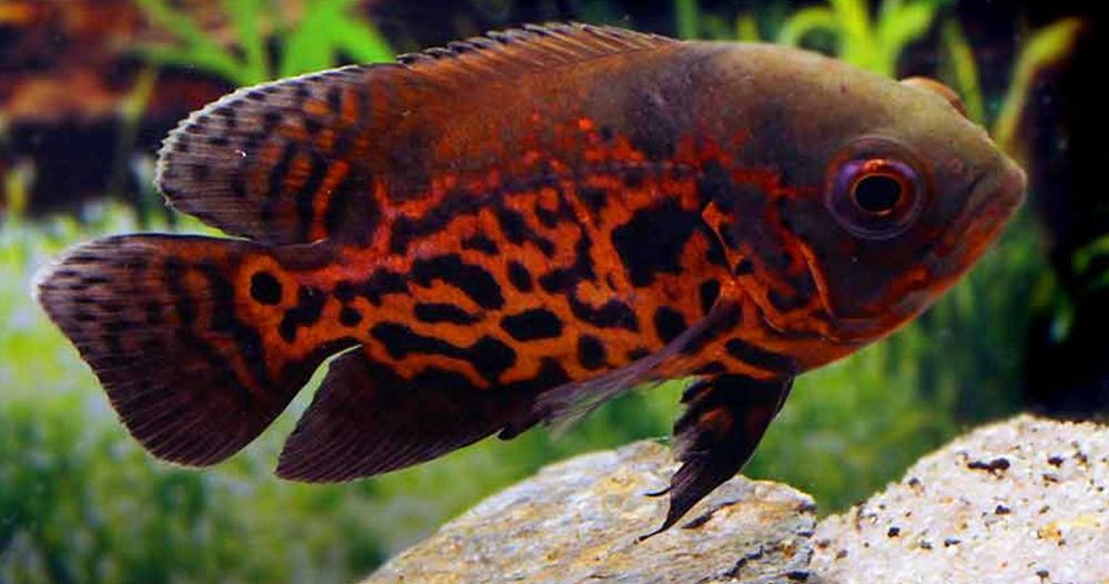 Pielęgnica pawiooka odmiana RED TIGER - Astronotus - dowóz, wysyłka