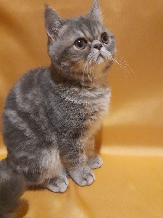 Пропонується ласкавий плюшик кошеня екзотик.