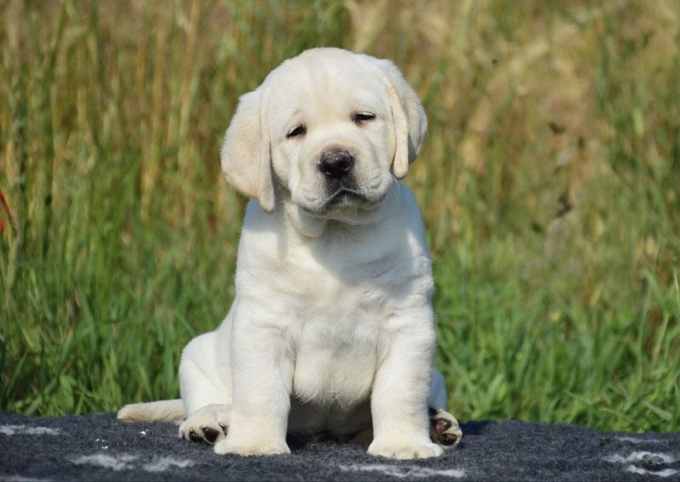 Гарні цуценята від цікавої пари! Лабрадор ретривер