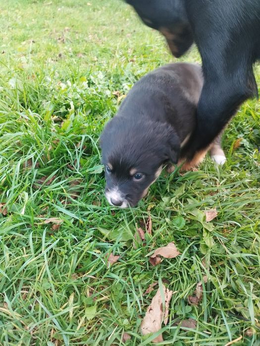 Oddam szczeniaki pinczer miniaturowy mieszany z kundelkiem