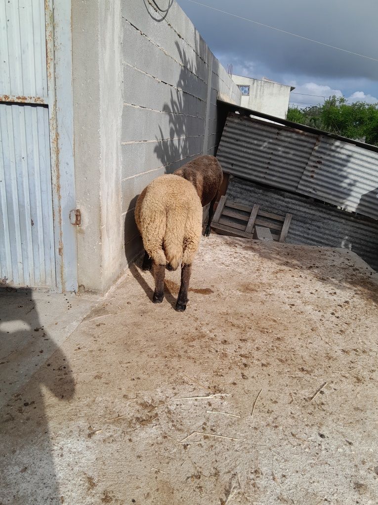 Vendo borrego solffoik