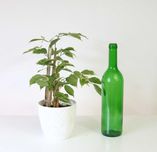 Ficus Benjamina Fikus Danielle piękny kwiatek do salonu