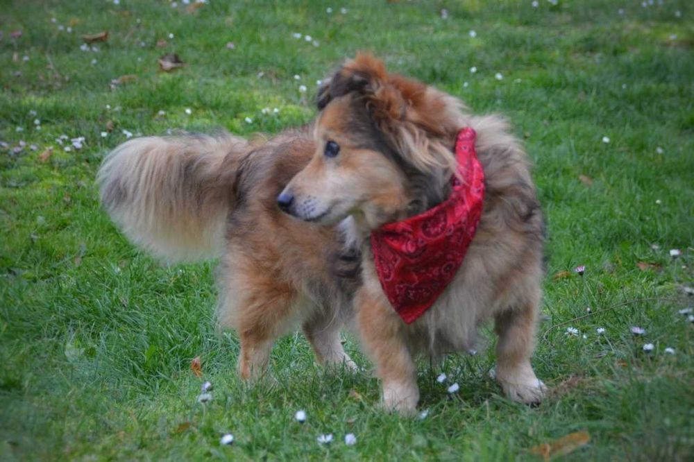 Kapi - pokochaj małego kudłacza! ADOPCJA