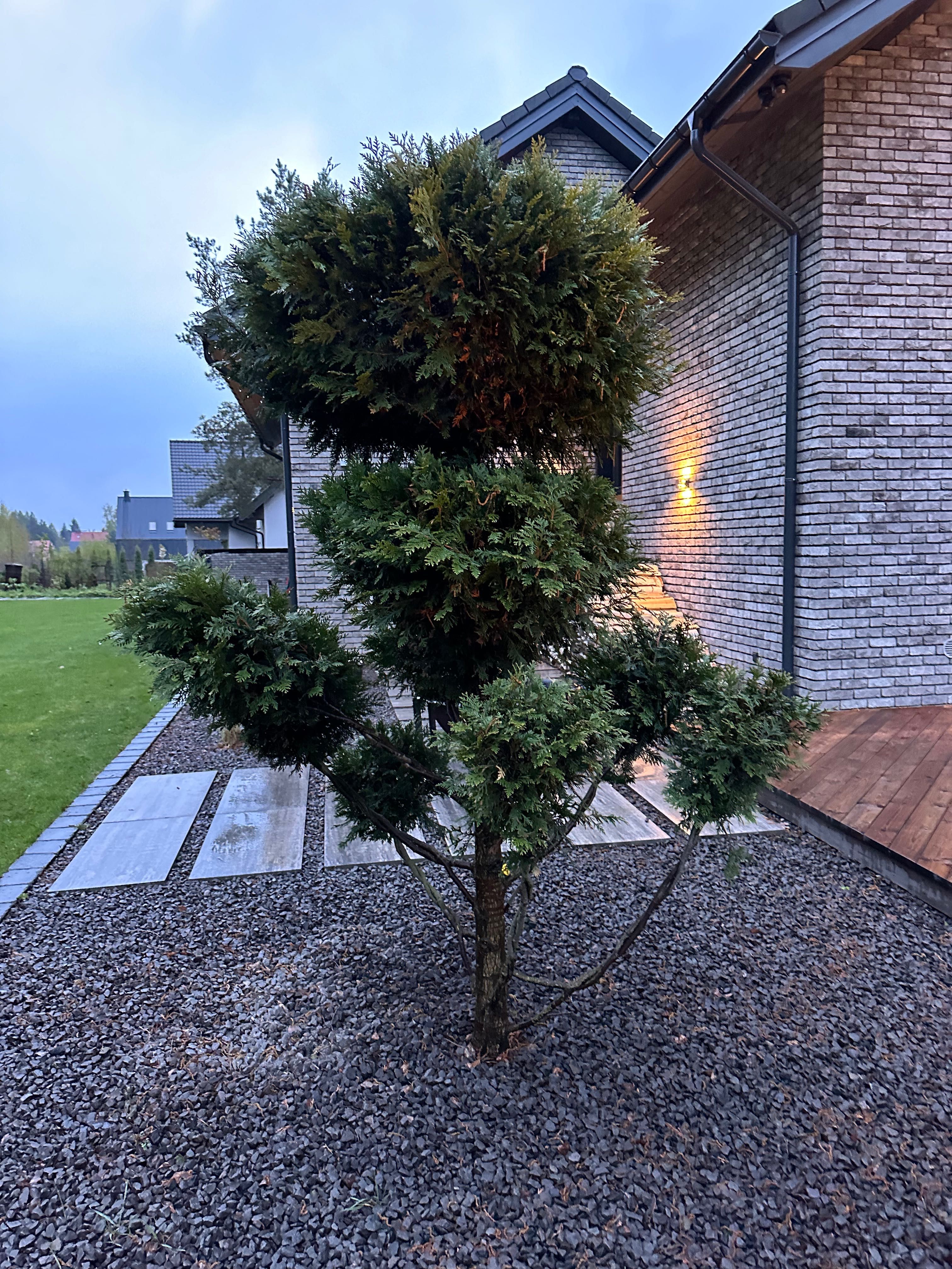 Tuja Bonsai 250cm drzewko ozdobne do ogrodu krzew kule