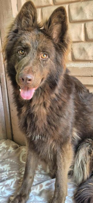 Do adopcji - czekoladowa piękność