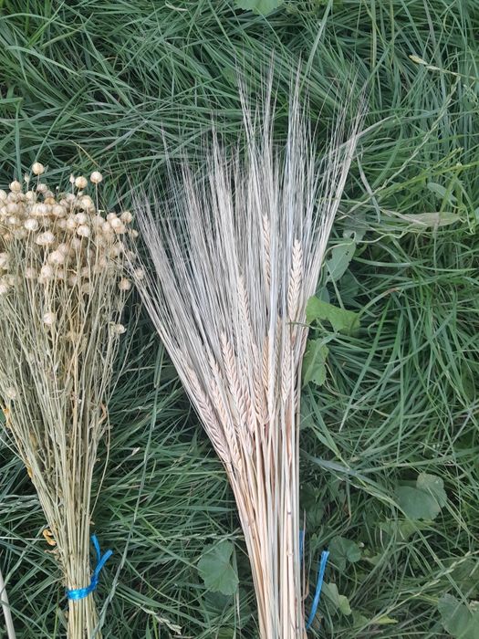 Сухоцвіти злаклві пшениця вусата ,  ячмінь та льон