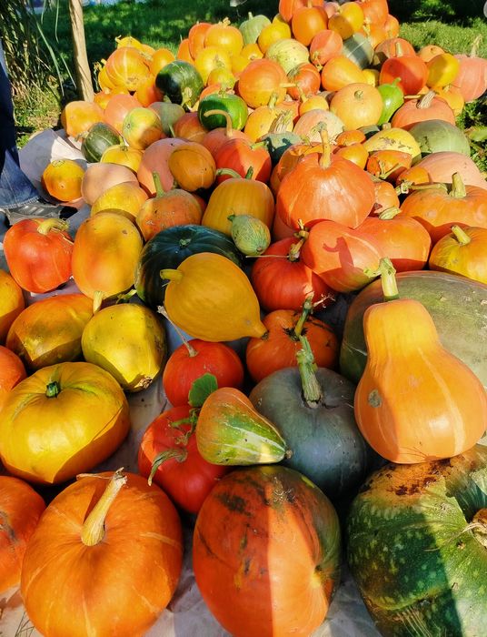 Dynia ekologiczna BIO niepryskana Hokkaido i inne