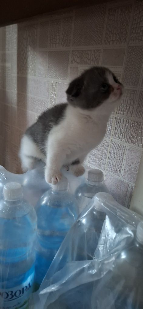 Кошеня.  хлопчик