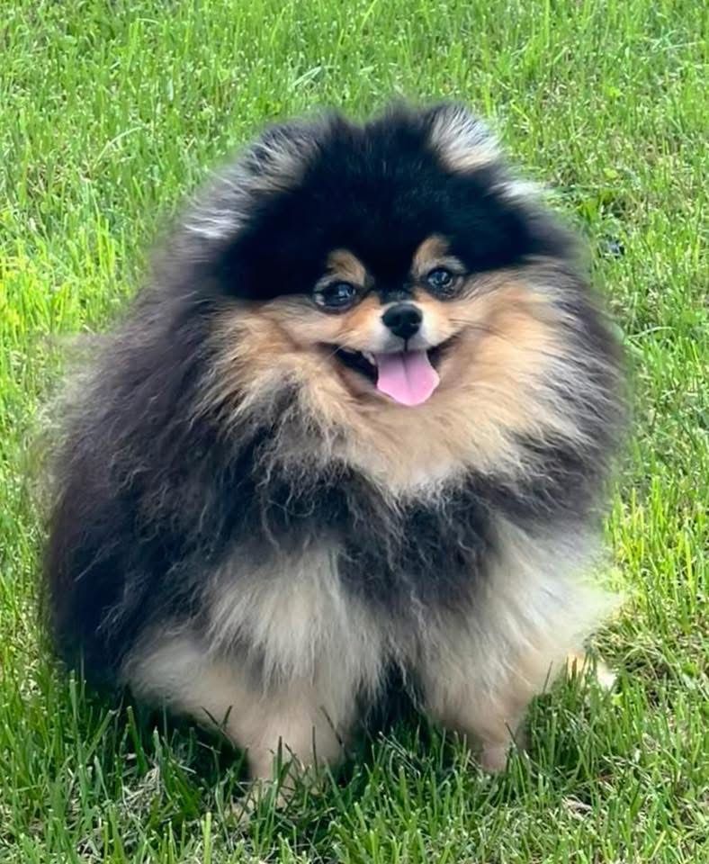 ***Szpic miniaturowy,pomeranian,piesek***