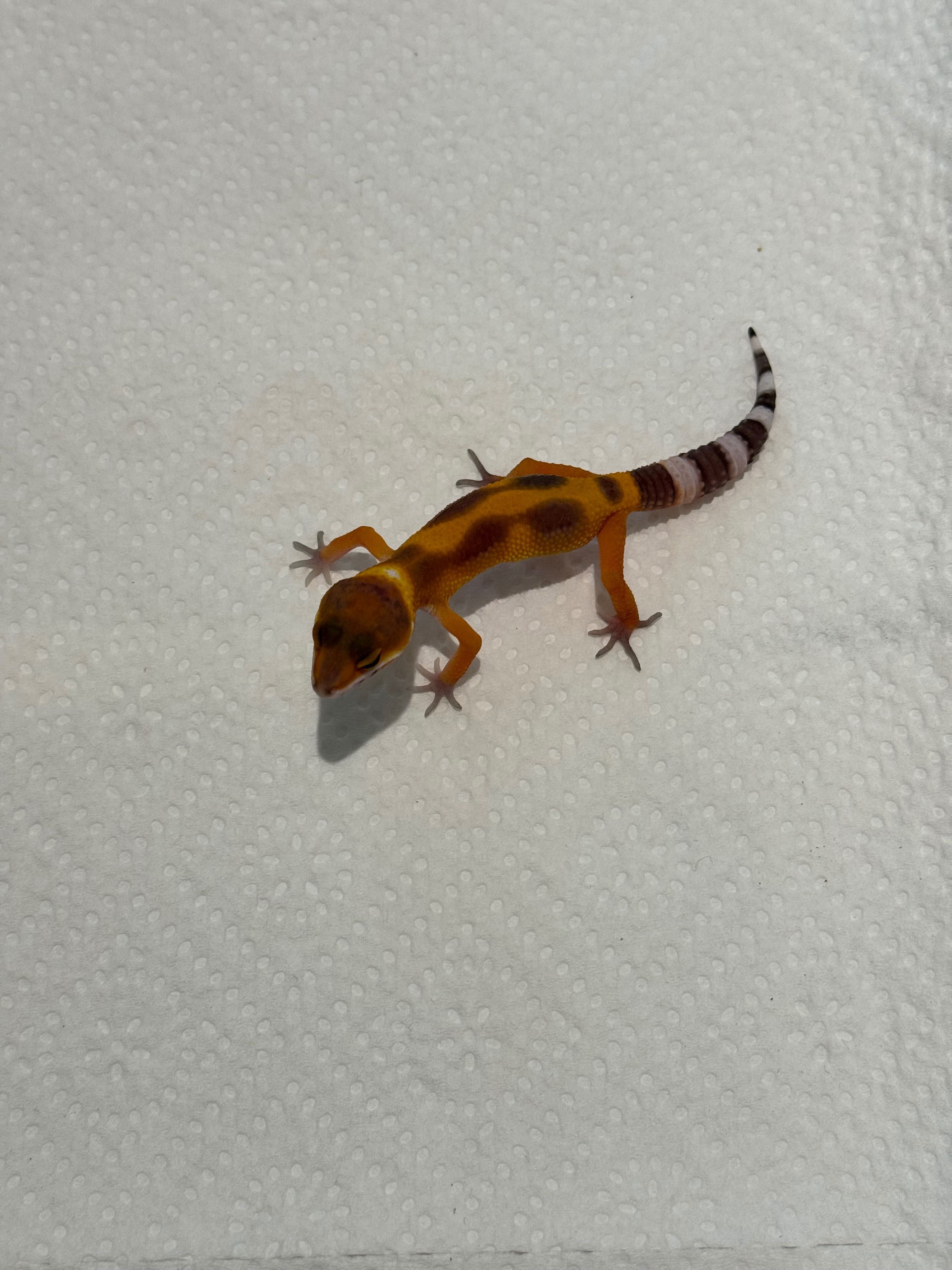 Gekon lamparci nr 13 - sklep terrarystyczny WARSZAWA ANIMALE