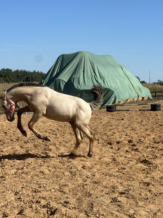 Jeleni odsadek po Bandosie