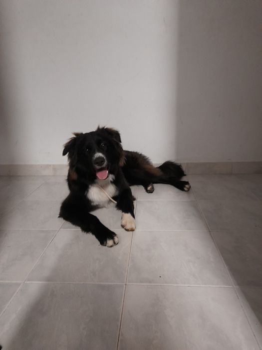 Border Collie, quase 2 anos