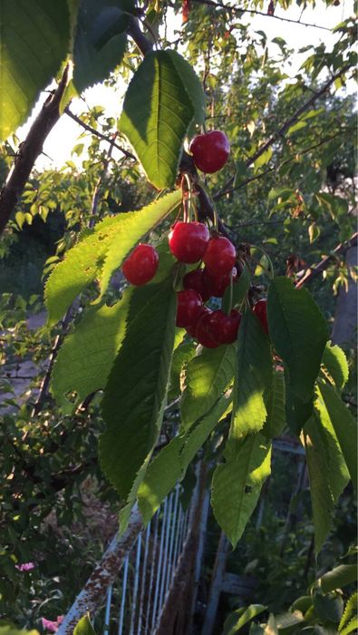 Кооператив Барвінок