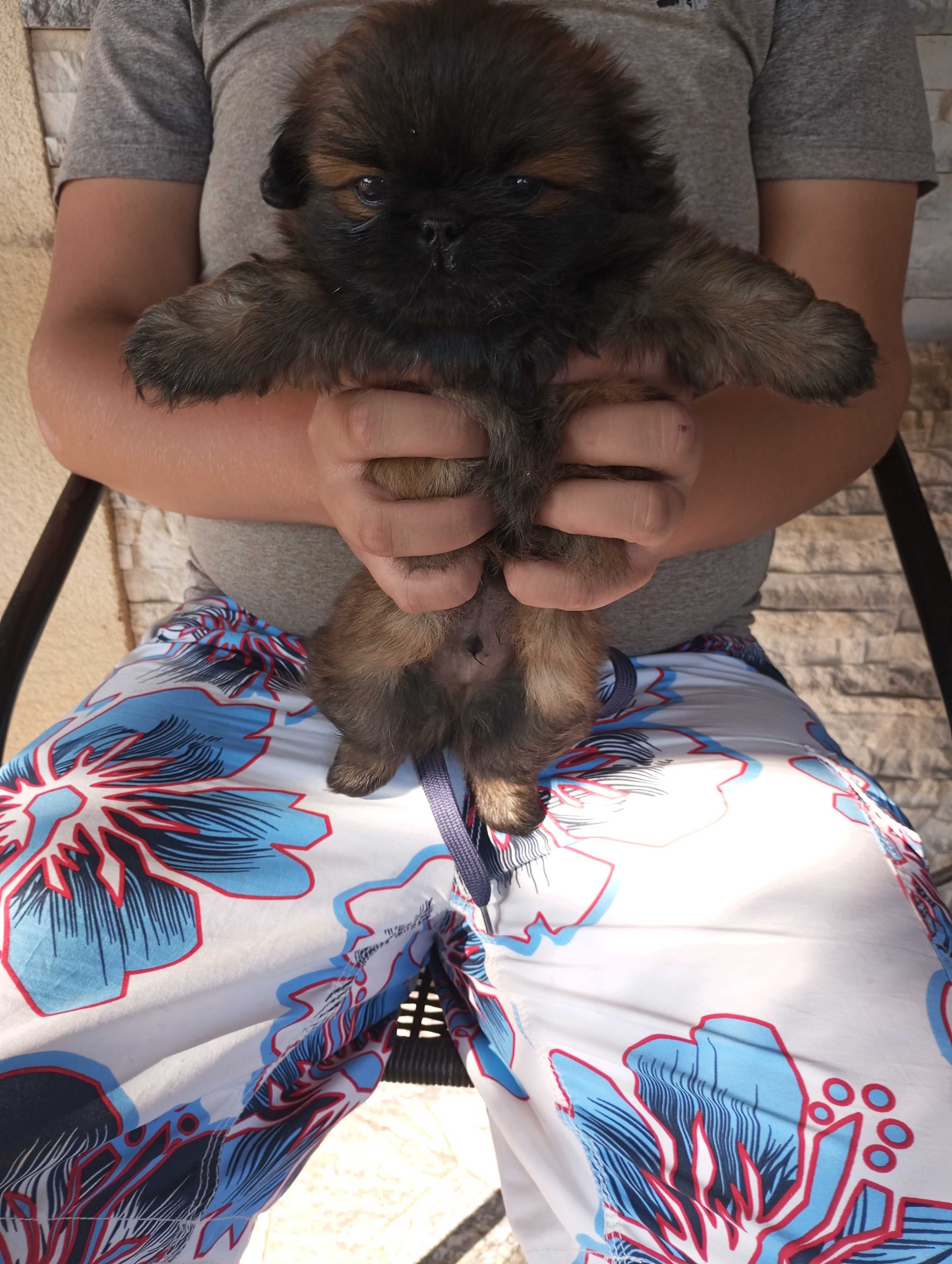Psy pekinczyki w dobre rece