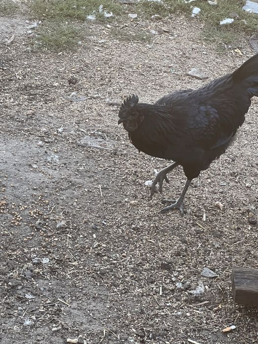 Петухи ухеилюя(подростки)