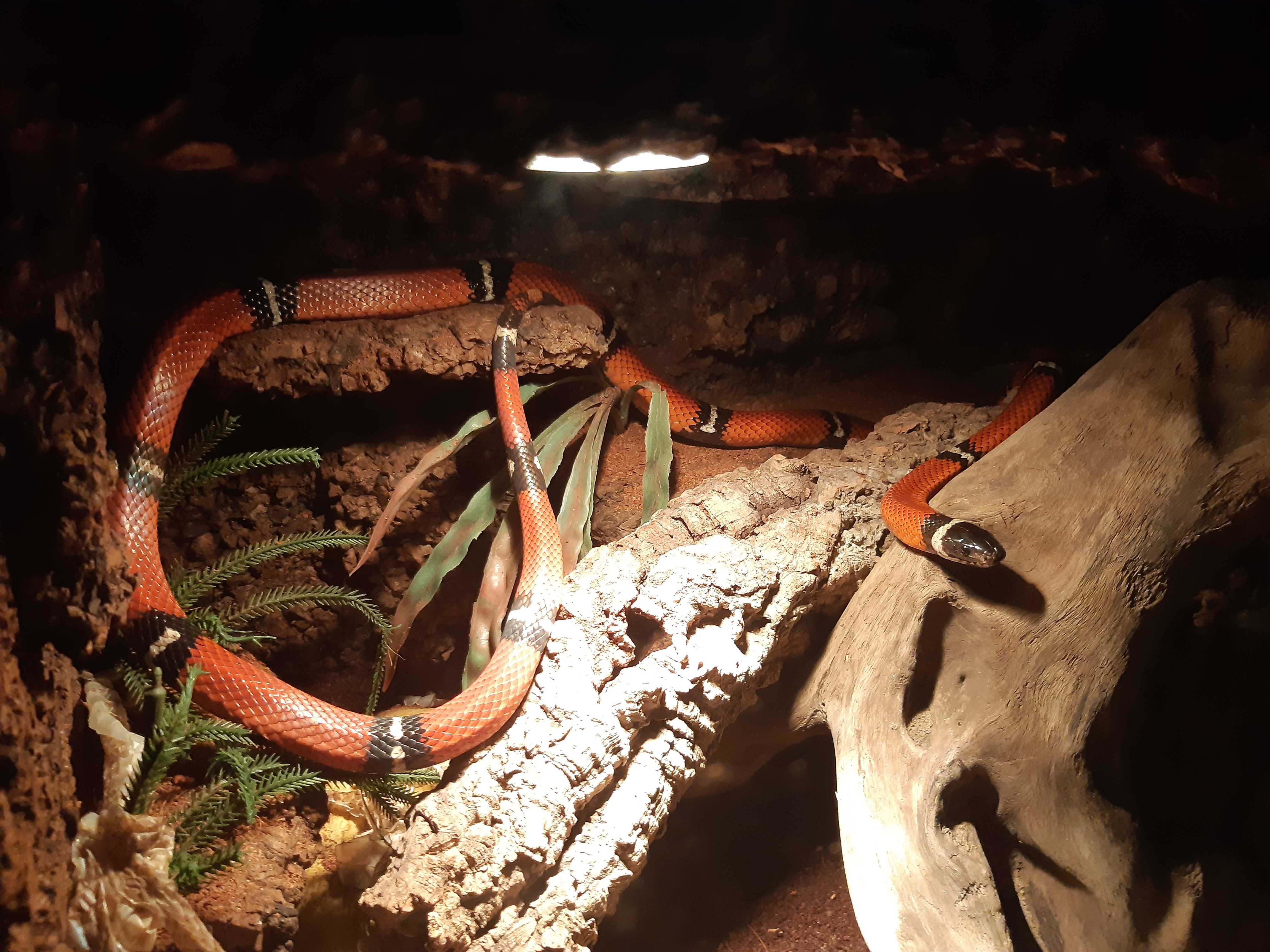 Terrarium + wąż SAMICA Lampropeltis sinaloae (Lancetogłów mleczny)