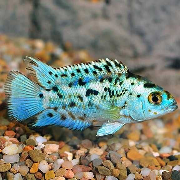 Pielęgnica Electric Blue Jack Dempsey. Cetarius