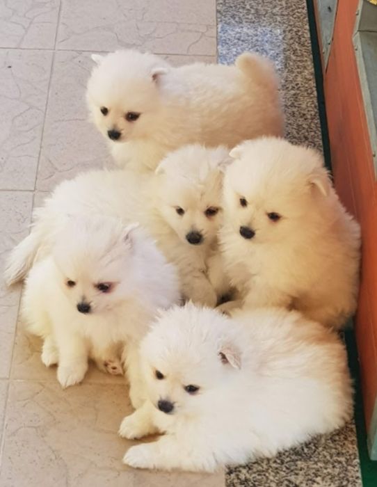 Spitz alemão menino