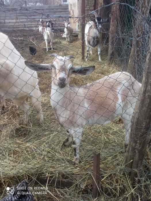 Кози продаж, дойні, домашні кози