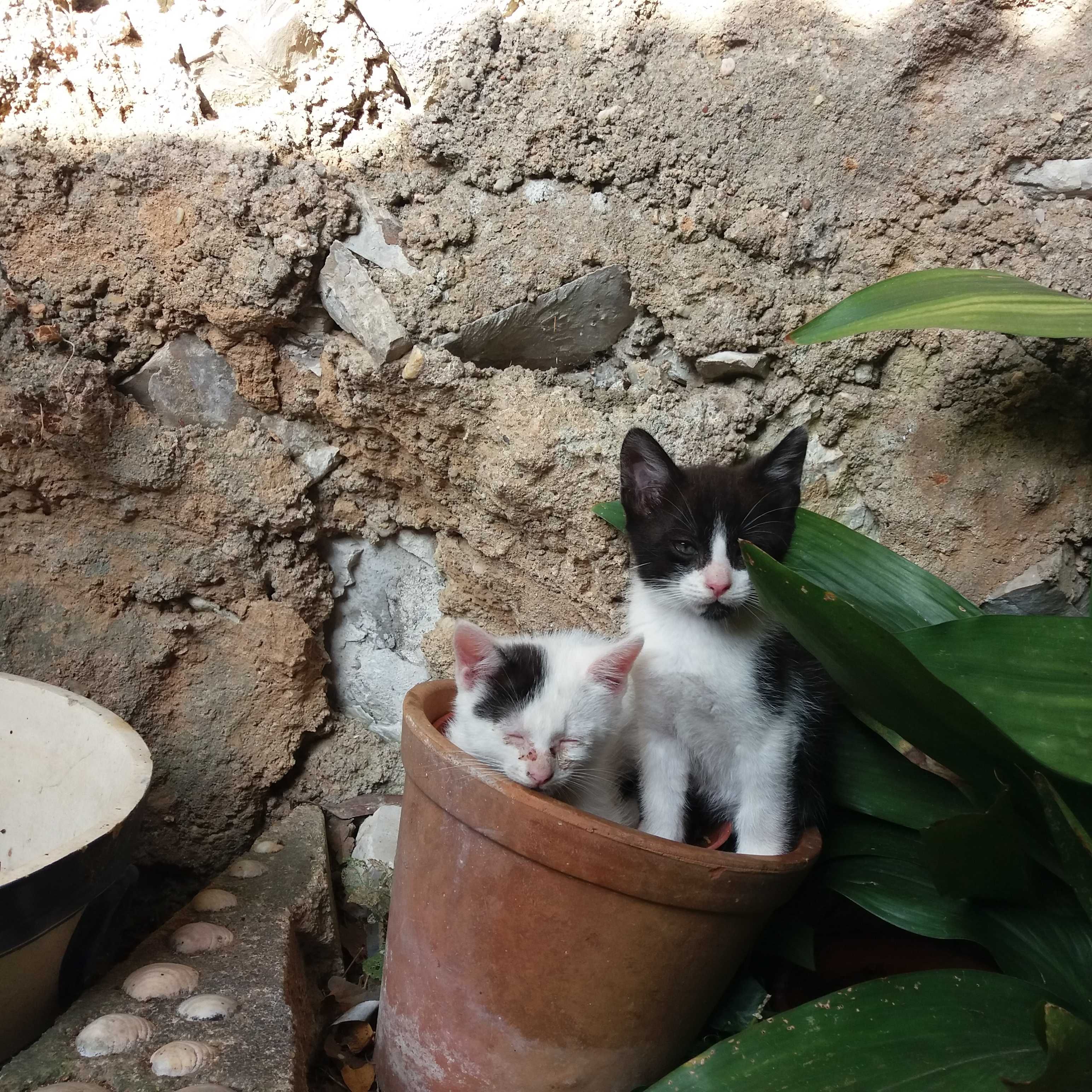 Dou gatinhos com 2 meses entrego em Leiria