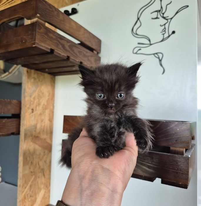 Czarny kot po Championach rodowód FPL FIFE Neva Masquerade Syberyjski