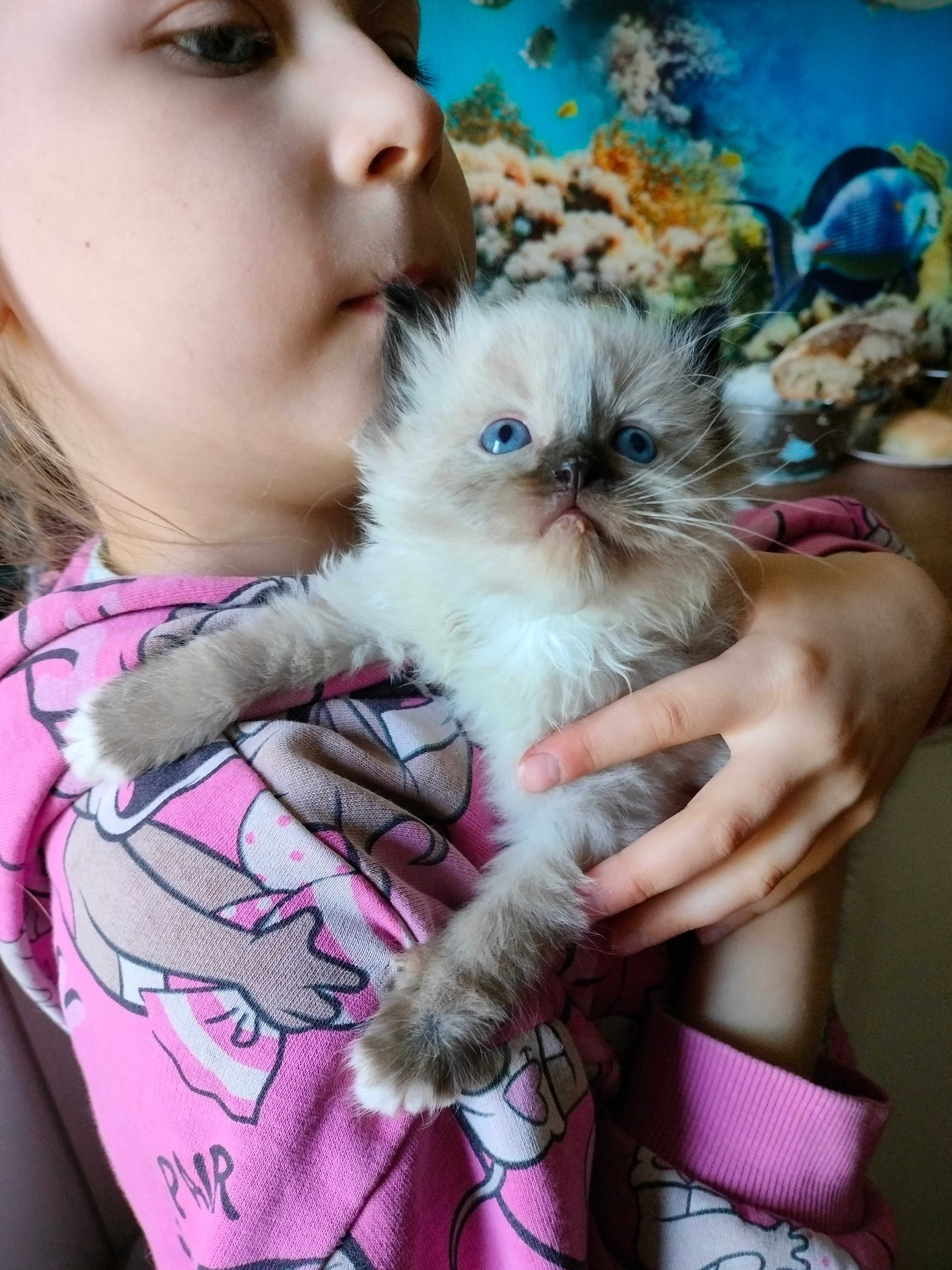 Kocurek Ragdoll seal mitted do odbioru w weekend:)