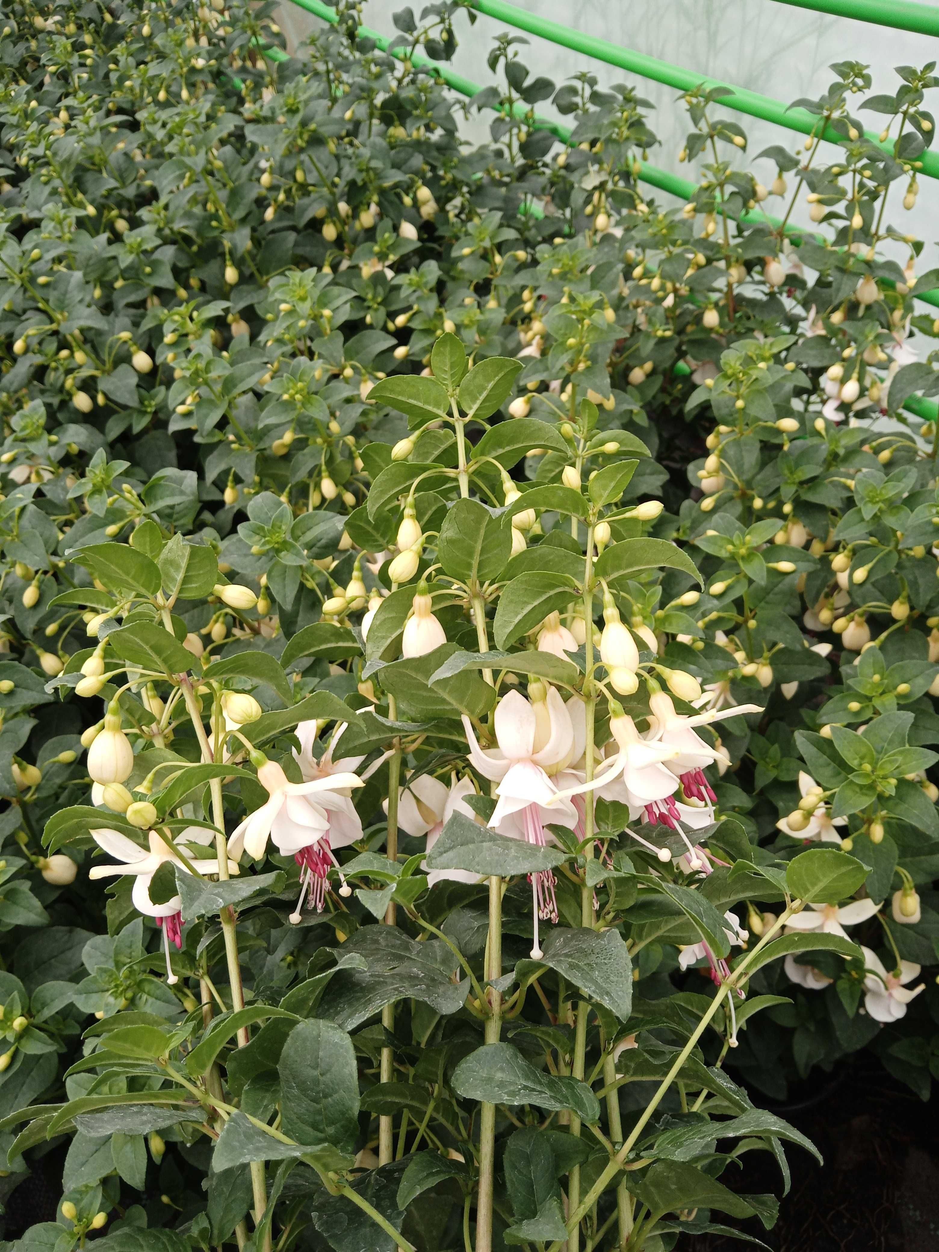 Kwiaty doniczkowe balkonowe petunia surfinia pelargonia fuchsia