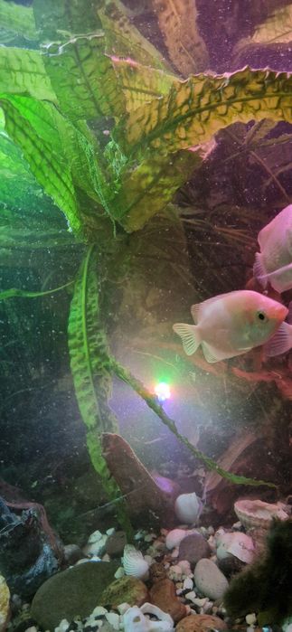 Wymienię roślinki na rybki