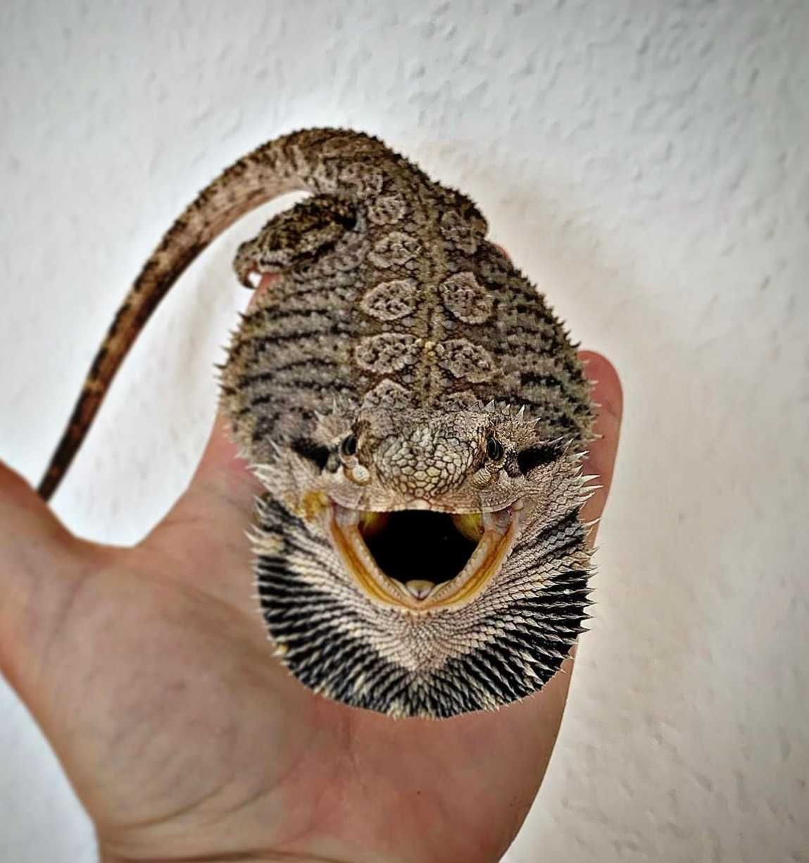 Ручний дракон - ящірка бородата агама, різного віку та статі