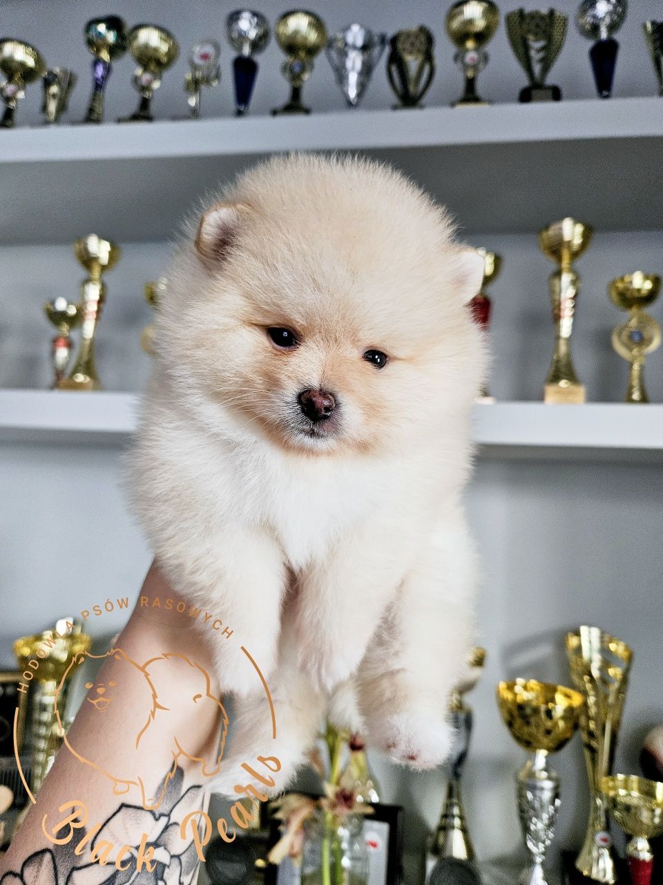 Szpic Miniaturowy (Pomeranian) suczka kremowa