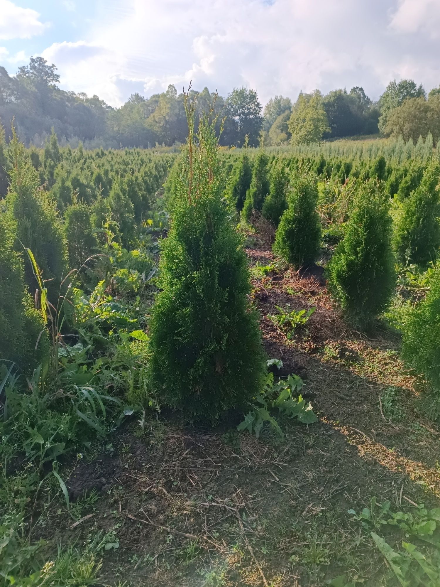 Thuja tuja szmaragd  brabant Columna 180 cm