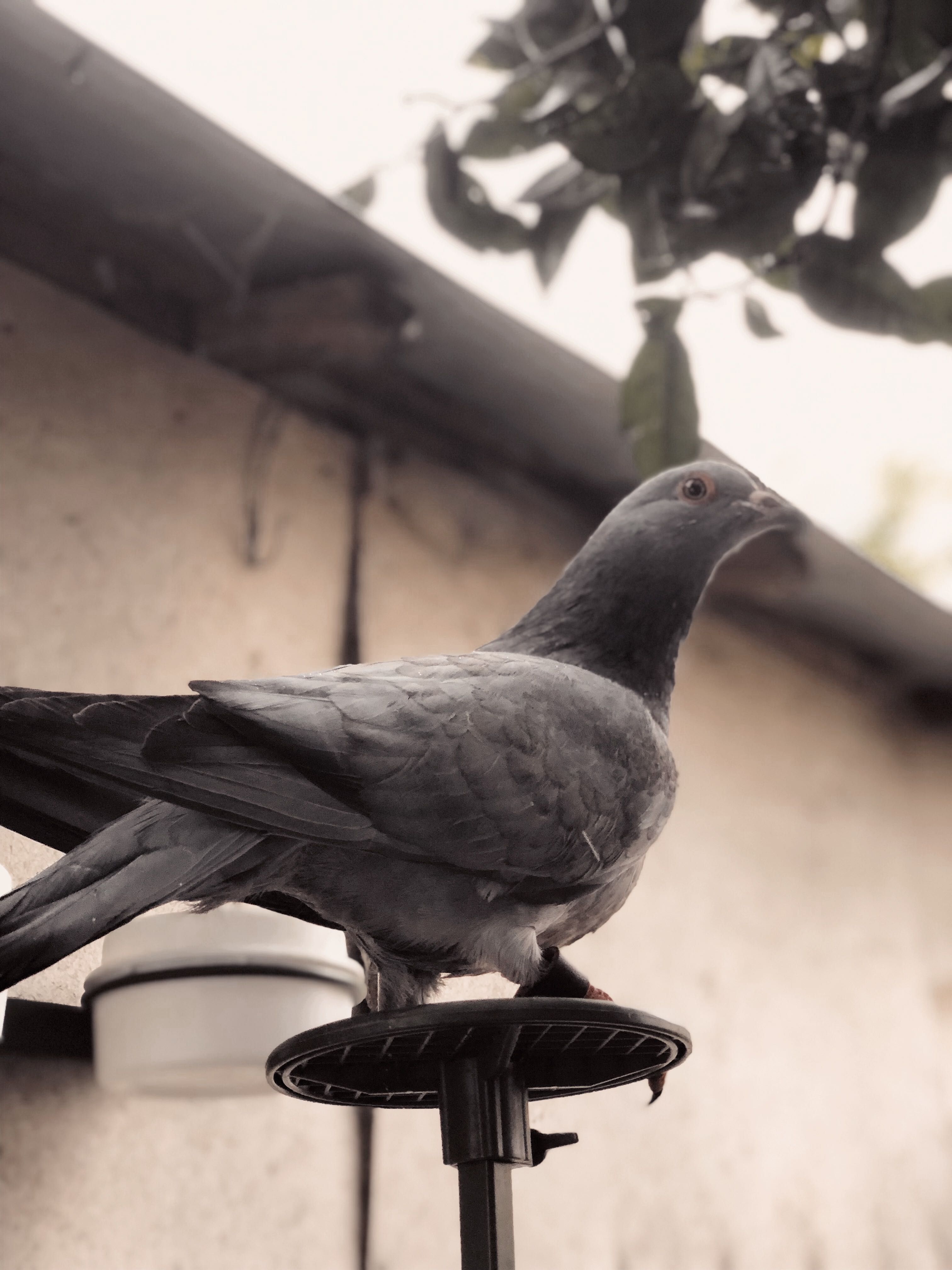 Pombo negaça (gascone)