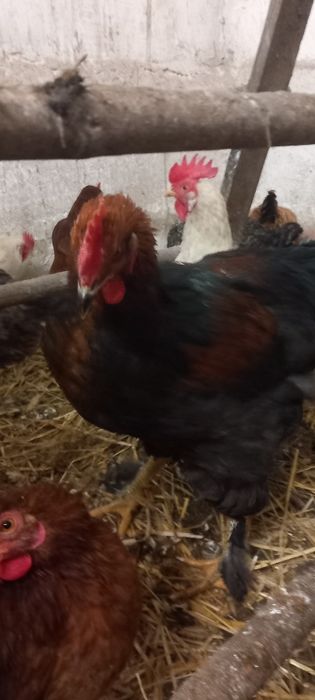 Młode koguty za 3 szt. 100 zł promocja