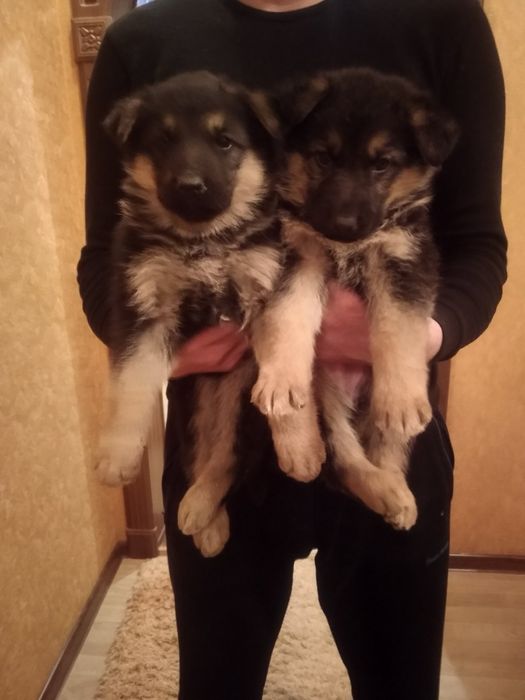 Продам цуценят Німецької вівчарки