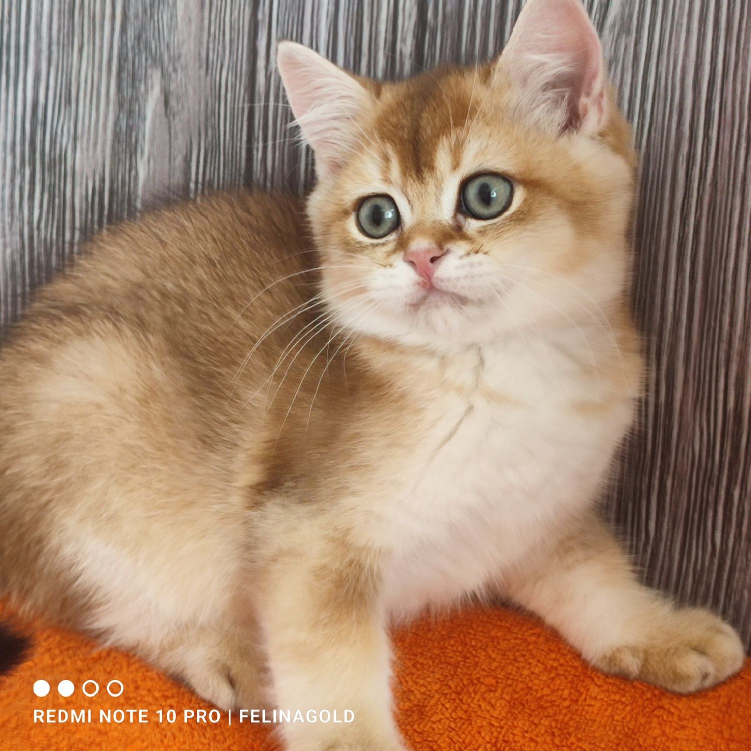 Британський золотий котик