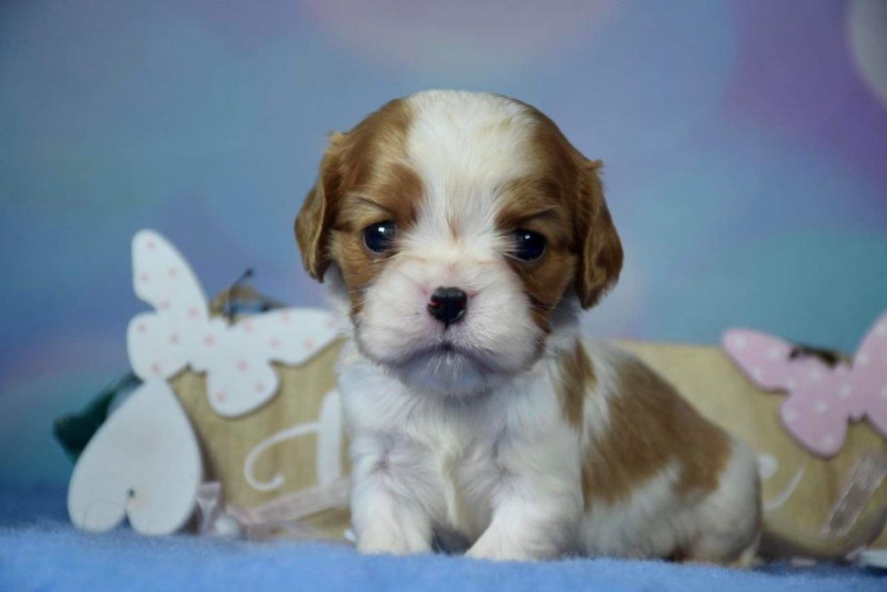 Sunia Cavalier King Charles Spaniel FCI