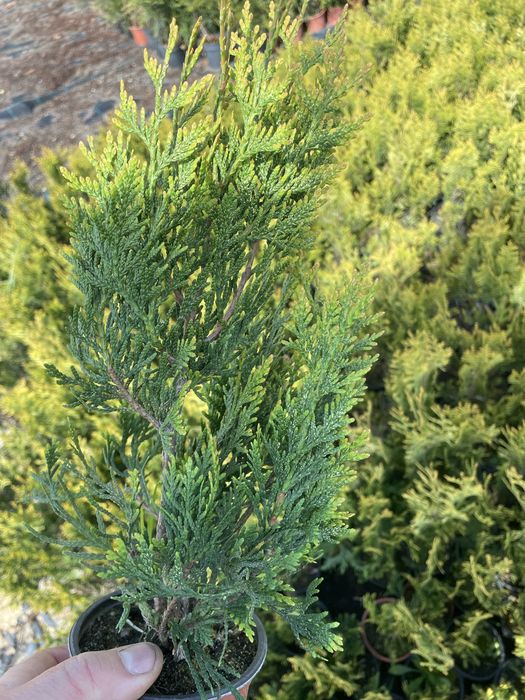 Sprzedam th Kórnik  wysokos 40-50cm Cena 4,5 zl