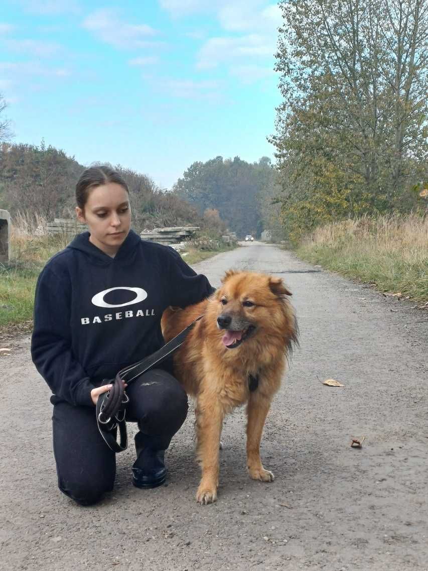 Bąbel - ruda puchatość do adopcji :)