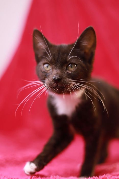 Czarny pełen energii I ciekawości świata kociak czeka na dom