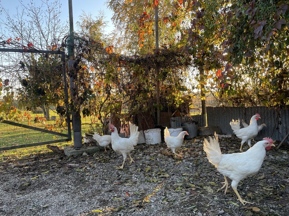 Kury i koguty Leghorn