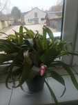 Kwiaty doniczkowe Bilbergia zawisła