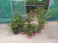 Jardineiro  particular