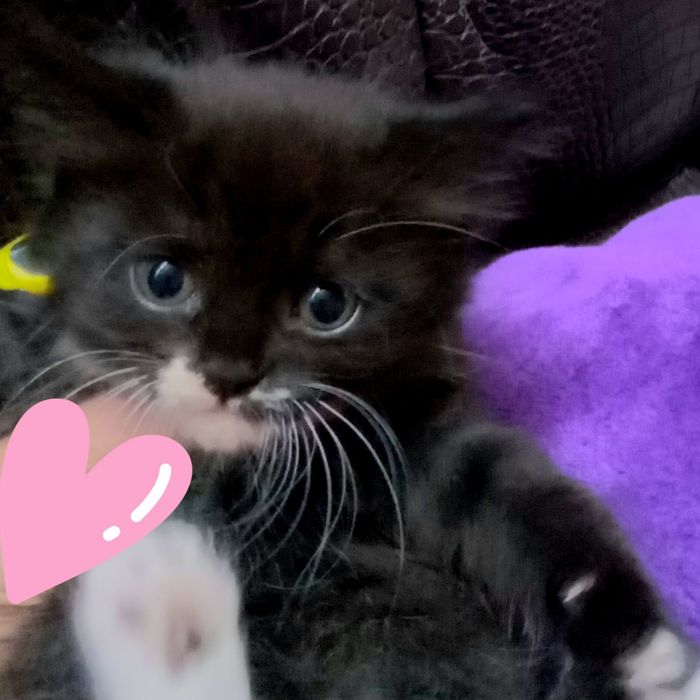 Котики безкоштовно