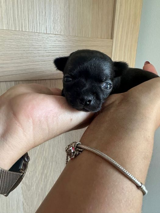 Chihuahua miniatureczka czarny chłopiec krótkowłosy z rodowodem