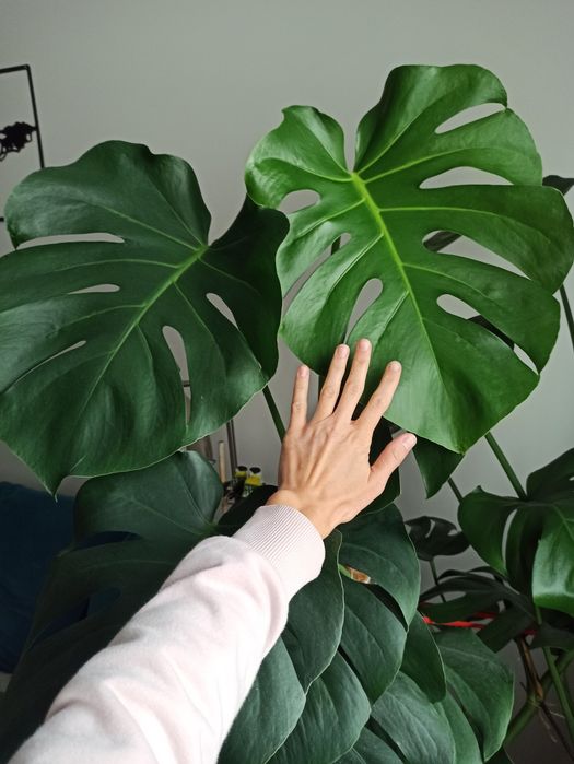Monstera Deliciosa, 180 cm, zadbana